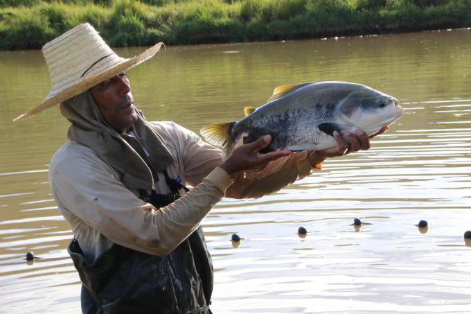 codevasf-investe-em-produo-e-pesquisa-aqucola_15489792849_o