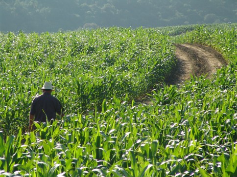 Lavoura de milho.jpg