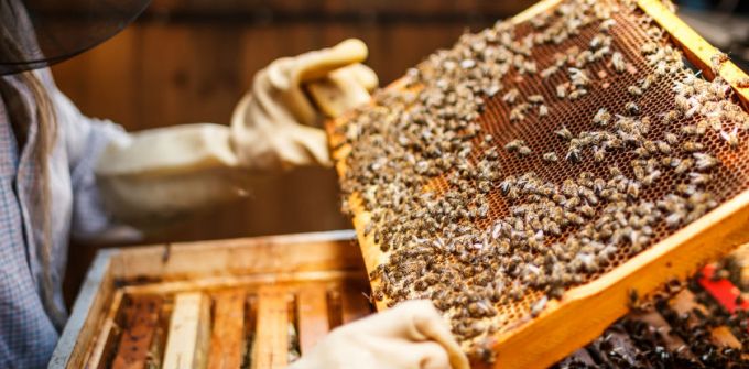 106_GAGRO_apicultura-muito-alem-do-mel_REVISADO_840x415