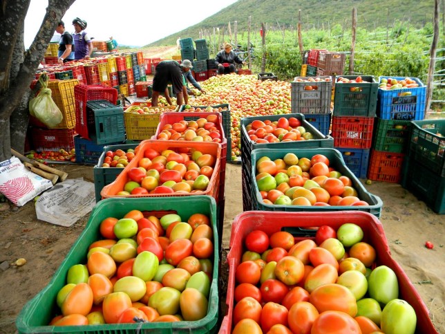 Colheita da super-safra de tomate na fazenda Gostosura em Quixeramobim-Ce 04