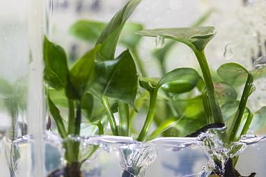 20180107-eurekalert-pothos